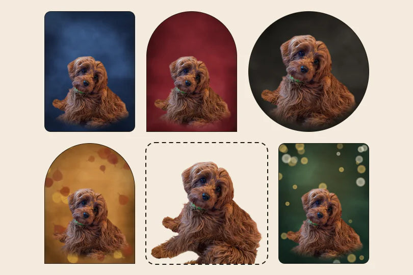 Graci on five backdrops: Deep Navy, Cranberry, Charcoal, Autumn Leaves and Evergreen Lights, in rounded frames, arches and a circle, or no backdrop at all