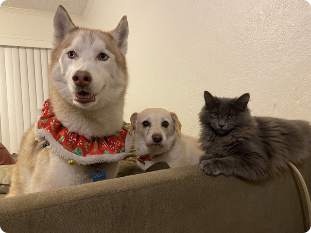 Hunter, Bentley & Billie